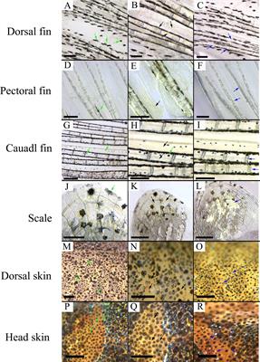 Identification of key regulatory pathways and genes involved in the dynamic progression of pigmentation in Sinibrama taeniatus